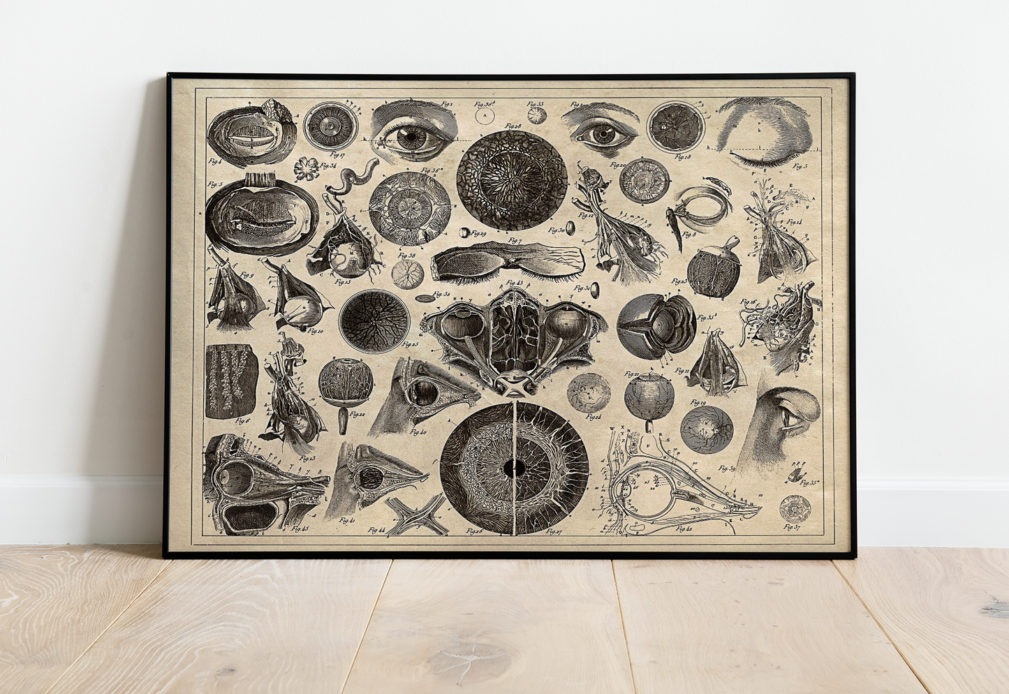 Human Eye, Iconographic Encyclopedia of Science, Literature and Art Poster