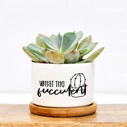 What The Fucculent Plant Pot