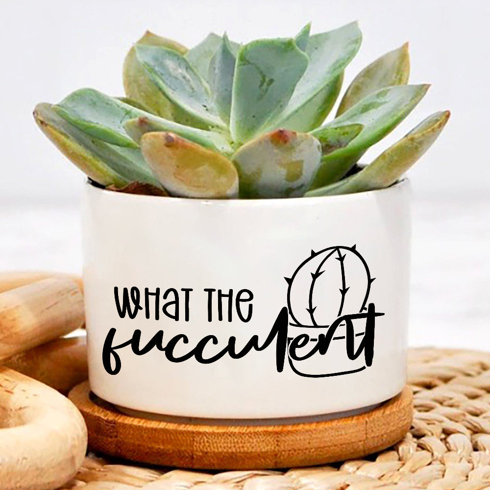 What The Fucculent Plant Pot