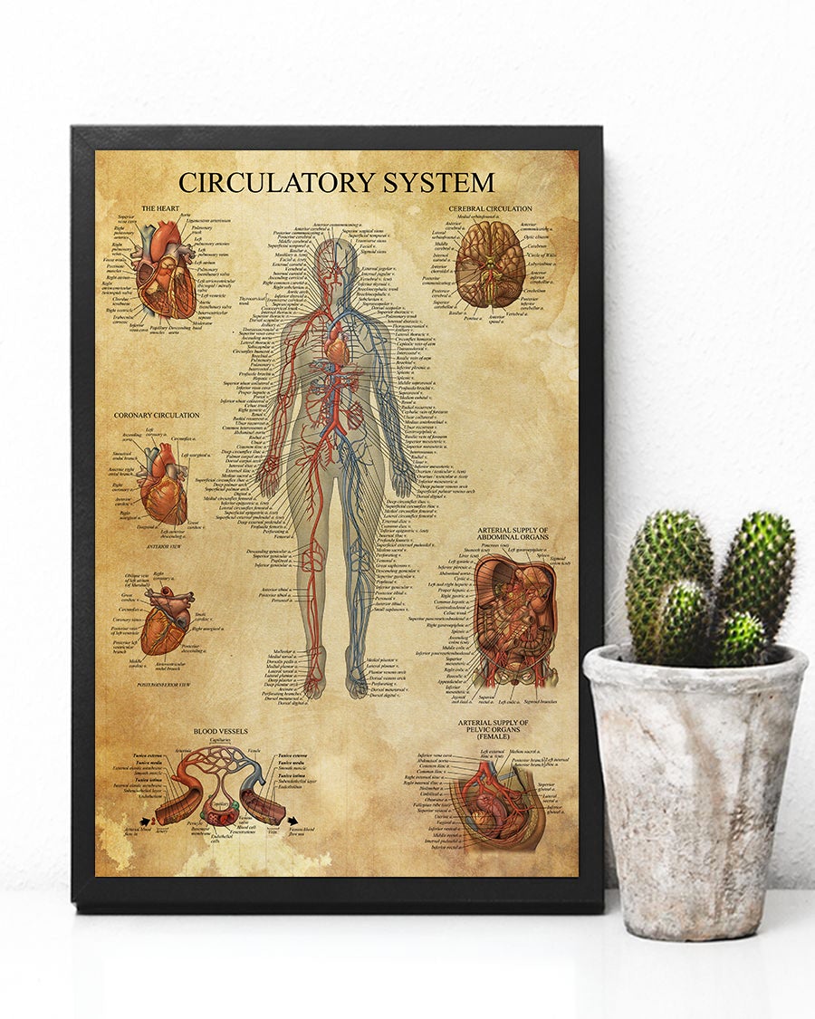 Circulatory System Standard Poster